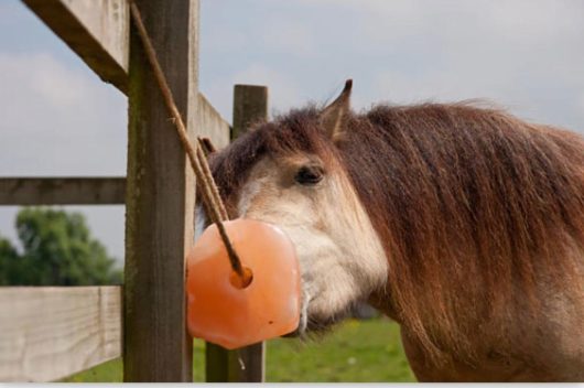 Horse licking salt on a hanging rope